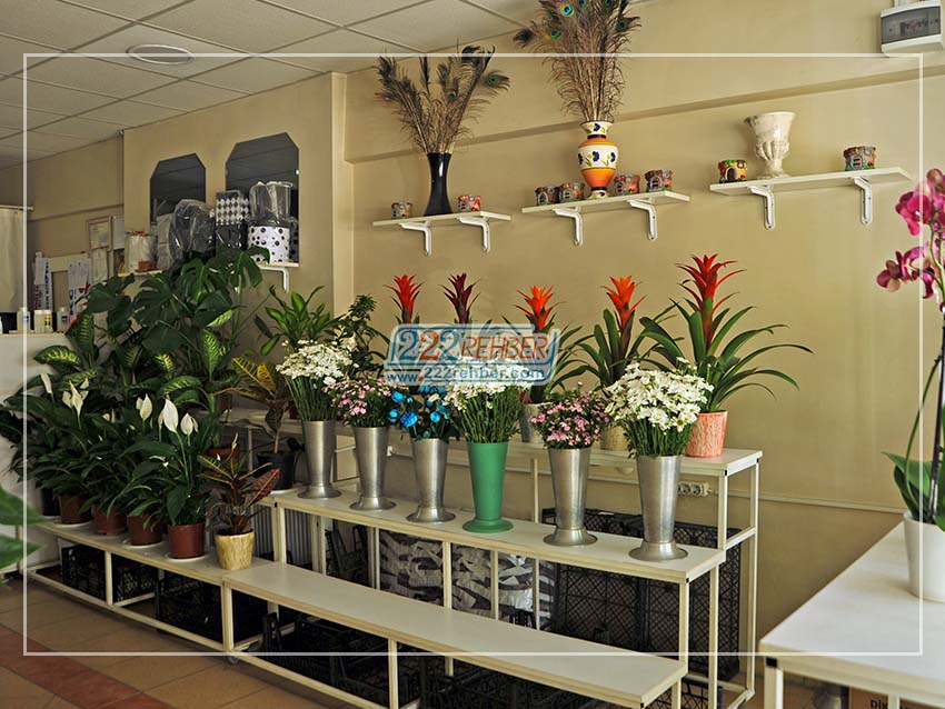 Anemon Çiçekçilik