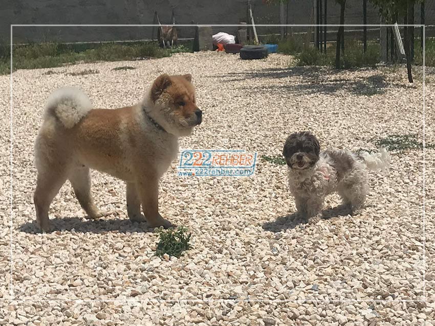 Es Pati Köpek Eğitim Merkezi