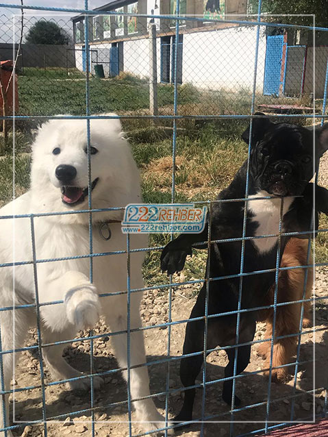 Es Pati Köpek Eğitim Merkezi