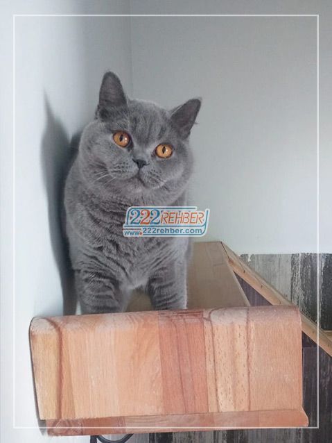 Garfield Kedi Oteli Eskişehir