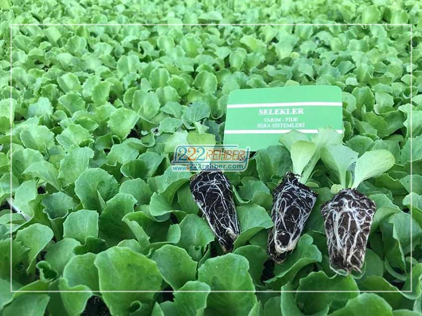 Selekler Tarım
