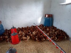 Selin Gezen Tavuk Yumurtası